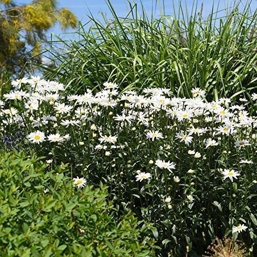 Shasta Daisy Leucanthemum 'Snowdrift' Potted Plants Hardy Perennial Flowering Garden Plants Easy to Grow Your Own 2 x 1 Litre Pots by Thompson and Morgan