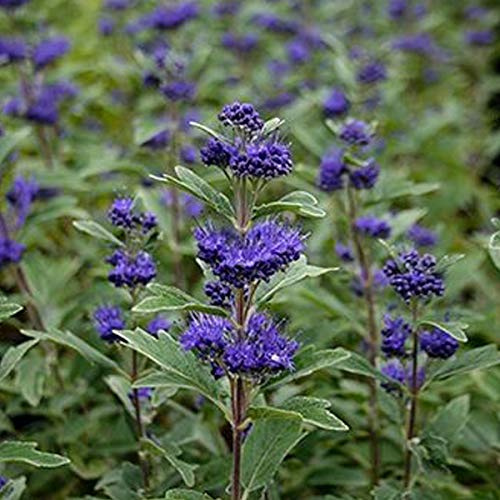 Blauwe Bartblume 'Grand Bleu'® - Caryopteris Clandonensis 'Grand Bleu'® - 30-40 cm Topf - Blaue Blüten, pflegeleicht