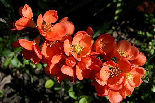 Zierquitte Chaenomeles japonica Cido 40-60 cm winterhart Heckenpflanze | Blühende Zierpflanze, essbare Früchte, robust, schnittverträglich, ideal für Hecken, sonniger bis halbschattiger Standort