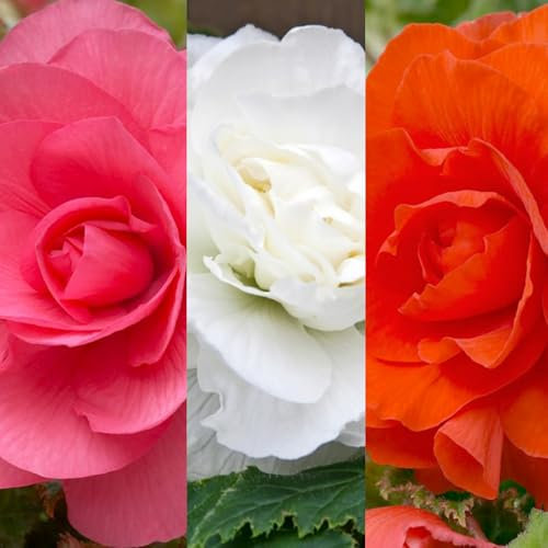 Carbeth Plants - 10 x Begonia Double Pastel Mix Summer Tubers - Large Headed Flowering Perennial Bulb Corms - Garden Bulbs for Planting Outdoors - Grow in Beds, Borders and Patio Pots
