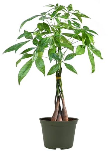 American Plant Exchange Live Money Tree Bonsai – 6-Inch Pot Cover – Braided Trunk Houseplant with Lush Green Leaves, Easy Care Indoor Plant for Homes, Offices, Desks & Feng Shui Décor
