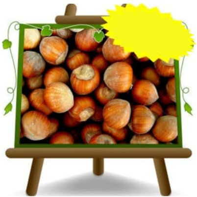 EURO PLANTS VIVAI Nocciolo Tonda Gentile Romana - Pianta da Frutto su Vaso da 20 - Altezza 150~170 cm- 2 Anni