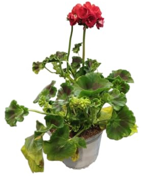 Geranio Rojo Natural DECOALIVE – Planta Viva en Maceta – Floración Abundante y Aroma Delicado