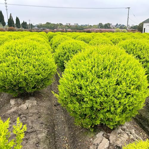 Semi di siepe di ligustro, Ligustro lucido, comprare semi di esotiche per luoghi soleggiati regali per gli amanti del giardino 450pcs