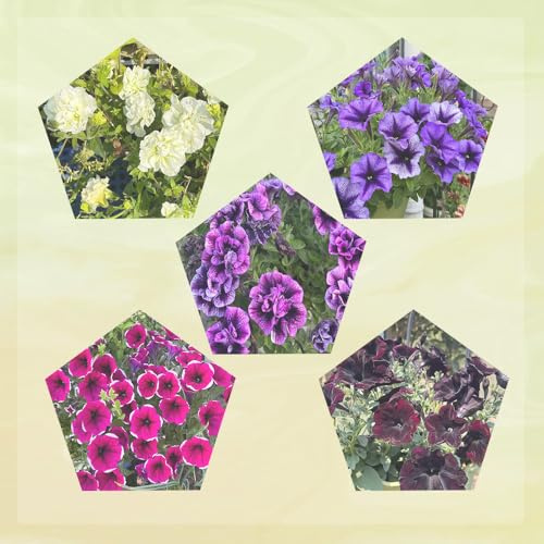 semi di petunia, resistenti per il giardino esotici per appartamento 250pcs