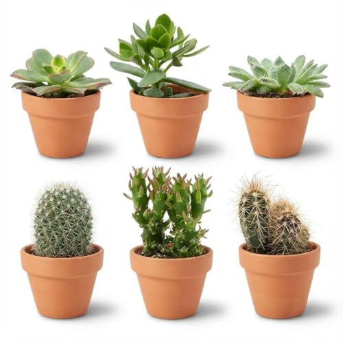 Mix di Mini Cactus e Succulente in Vasi di Terracotta, Set da 6 Pezzi