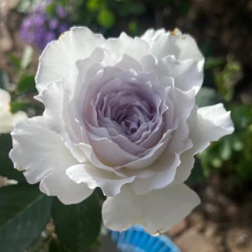 Semillas de rosal, raras, silvestres Semillas de rosa trepadora, Rosa chinensis, Las de jardín de rocas son resistentes 250pcs