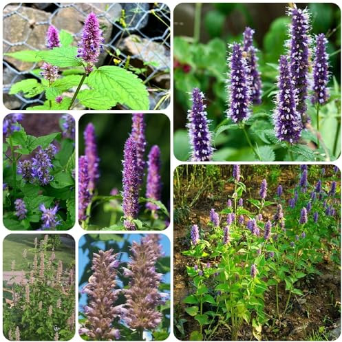 Semi di ortica profumati - rare Agastache foeniculum - semi di verdi selvatiche da giardino roccioso resistenti prodotti sostenibili 250pcs