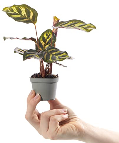 Baby Peackock Plant - Calathea Makoyana Small Indoor Tropical Houseplant 6cm Pot | Mini Plant with Patterned Foliage | for Home and Office | Grow Your Own Baby Plants
