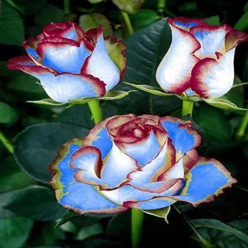 Rosen-Rhizom, Überraschend Wachsend, Winterhart Mehrjährig, Geeignet für Frühling und Herbst, Kein Gießen Erforderlich