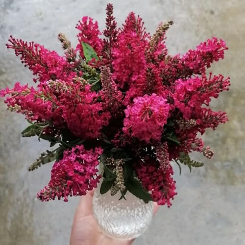 Semillas de arbusto de mariposas, Buddleja davidii, Decoración jardín para exteriores arbustos en resistentes jardín arbustos rápido crecimiento balcón semillas 450pcs