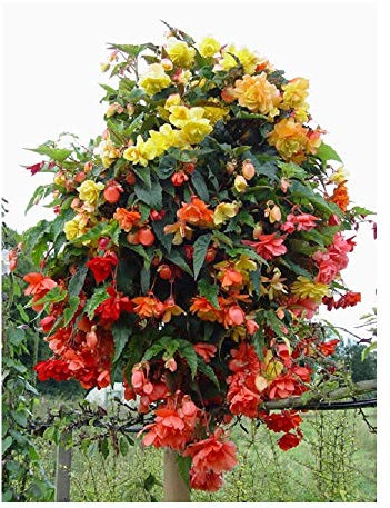 PREMIER SEEDS DIRECT - Begonia Tuberous - Illumination - Mixed F1 (150 Pellets)