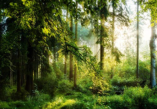 wandmotiv24 Fototapete Wald Wiese Bäume, XXL 400 x 280 cm - 8 Teile, Wanddeko, Wandbild, Wandtapete, Grün, Baum, Natur M5673