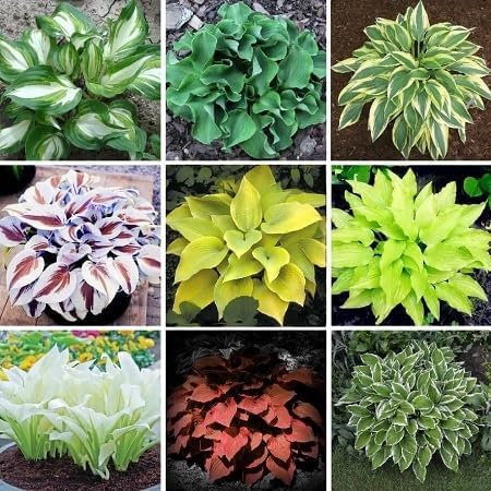 Graines de plantes Hosta 100 pièces mélangées