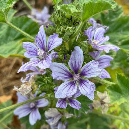 Semi di malva, resistenti al freddo giardino da appartamento esotiche balcone serra in vaso per arredamento ufficio recisi varietà tradizionali 350pcs