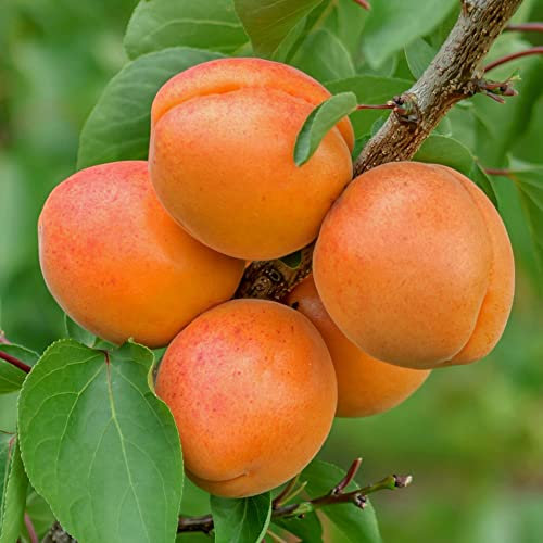 Apricot Edible Garden Fruit Tree | Deciduous Outdoor White Flowering Hardy Potted Prunus armeniaca (7.5L Pot, 4-5ft)