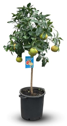 Attitude Jardin - Pamplemoussier - pomelos - citrus paradisi - agrume méditerranéen - arbre fruitier - 130-150 cm - ⌀ 35 cm