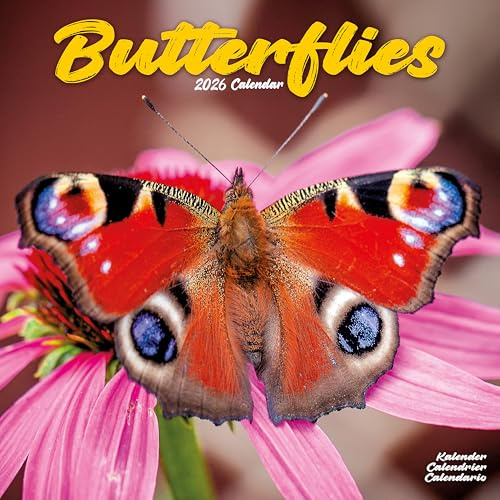 Butterflies 2026 Calendar | Square Wall Calendar | Animal Gift | Plastic Free Packaging | by Avonside Publishing