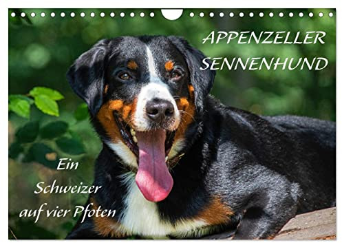 Appenzeller Sennenhund - Ein Schweizer auf 4 Pfoten (Wandkalender 2026 DIN A4 quer), CALVENDO Monatskalender