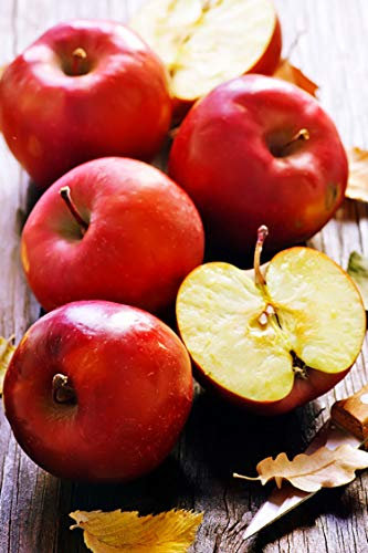 Albero di Melo pianta di melo Età 2 anni già innestato pianta in vaso di mela pianta vera di mela venduta da eGarden.store (Annurca)