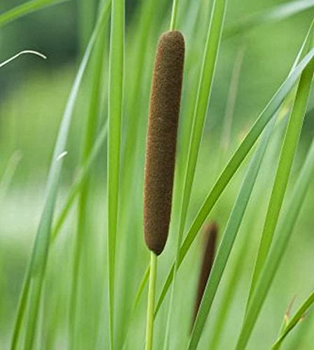 Schmalblättriger Rohrkolben - Typha angustifolia - lebende Gartenpflanze aus den Baumschulen