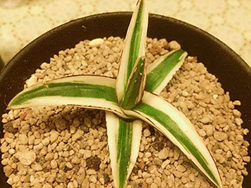 Seeds. 50pcs Fresh 50% Reale American Agave Semillas-SEMPLOWS BUSAïpianta succulenta (long-lei-lan): 12