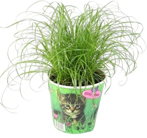 Cyperus Vivo en Maceta Planta Natural Segura y Saludable para Gatos