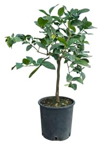 Pianta di Lime (vaso - 20) - Immagine reale