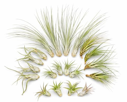Lot de 20 Tillandsias (5 Variétés x4) – Plantes Aériennes 5–22 cm – Entretien Facile sans Terre – Broméliacées – Plantes Décoratives pour Maison, Terrarium, Bureau & Cadeau – Emballage Sans Plastique