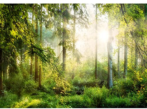 Runa Art Papier peint intissé soleil forêt 352 x 250 cm Toison Mur XXL Tableaux Muraux Tapisserie Photo Décoration Murale Salon Chambre Vert jaunâtre 9176011a