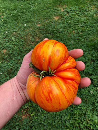 Tomate ''Plan 9 from outer Space'' 10 Samen -Super Lecker & Wunderschön-