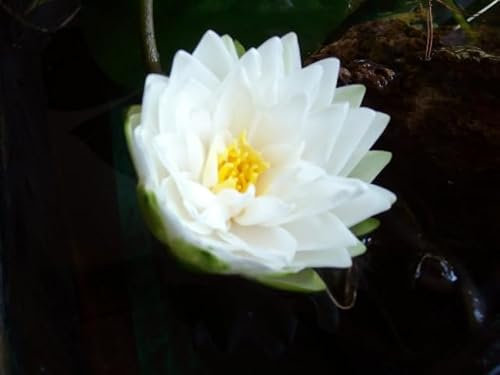 ANGEBOT : Teichpflanzen Seerosen/Teichrosen : vercheden Sorten winterhart Pflanztiefe 30 bis 150 cm (Andreas Berthold)