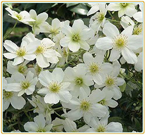 Clematis armandii Clematis Bianca Perenne con Alga Rampicante Fiori Rampicanti Resistenti-3seeds, C
