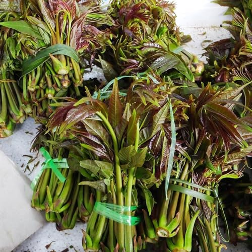 Toona SinensisSamen, balkonpflanzen winterhart mehrjährig Chinesischer Gemuesebaum, alte gemüsesorten anzuchtset baumsamen kaufen 400pcs