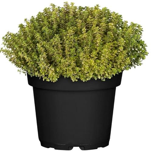 DECOALIVE Tomillo Limonero PREMIUM en Maceta para Terraza y Jardín Planta Viva