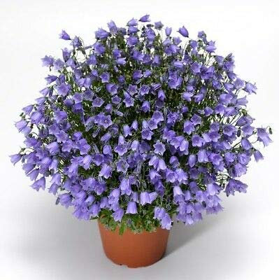 Campanula Swinging Bells Blue x 25 Seeds