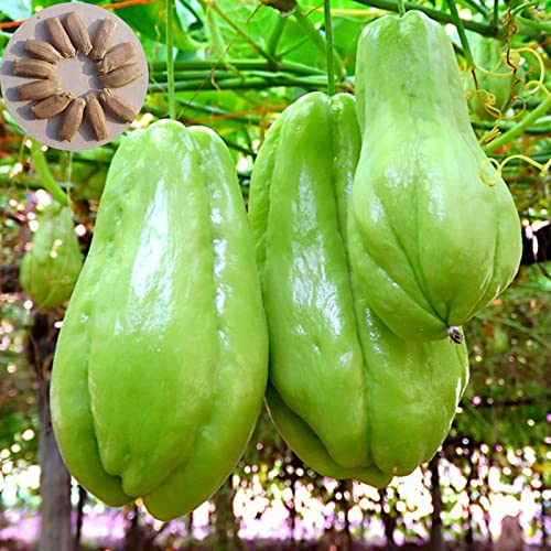 Haloppe Chayote-Gemüsesamen für die Gartenarbeit, 30 Teile/Beutel Chayote-Samen, pralle Partikel, hohe Keimrate, produktive Gartenbaupflanzung, natürliche Sechium Edule-Gemüsesamen 30pcs