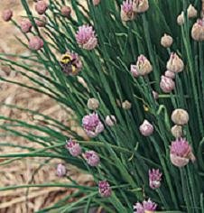 Chives Staro Allium schoenoprasum 2,000 Seeds