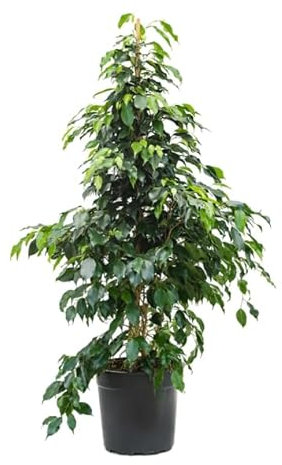 Ficus Benjamina Árbol de Interior de 100cm - Planta Natural de Fácil Cuidado en Maceta de 17cm