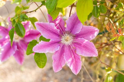 Waldrebe Clematis Bees Jubilee 60-100 cm Kletterpflanze winterhart | Grosse Blueten, halbschattig, pflegeleicht, ideal fuer Zaun und Balkon, blueht mehrfach, dekorative Kletterpflanze