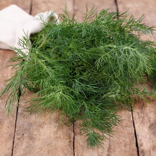 Semi di aneto - giardino semi di resistenti per giardini rocciosi verdi biologiche vecchie varietà 650pcs