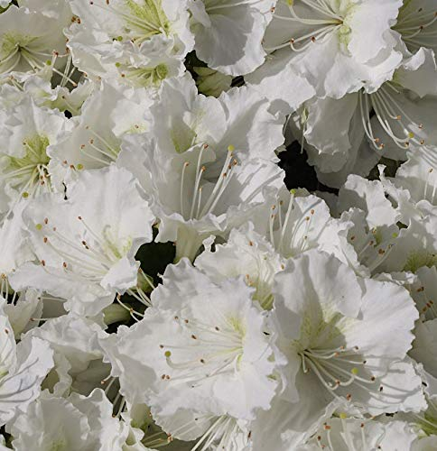 Japanische Azalee Maischnee® 20-25cm - Rhododendron obtusum - Zwerg Alpenrose - lebende Gartenpflanze aus den Baumschulen