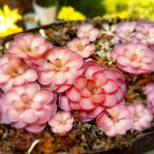 Fettkraut - Pinguicula vulgaris garten hochbeet Fleischfressende wildkräuter blumensamen balkon schnittblumen blumendeko kräuterpflanzen bodendecker 200samen
