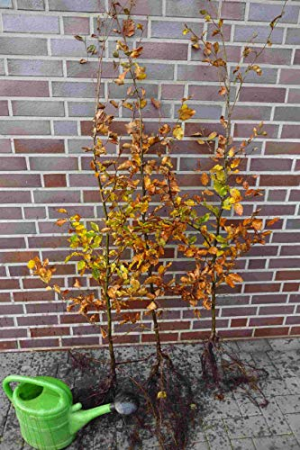 50st. Rotbuchen 30-60cm Gartenhecke Heckenpflanzen Fagus sylvatica Rotbuche Wurzelware
