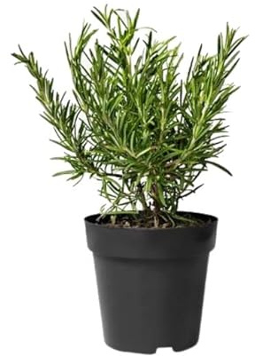 Romero Natural Planta Primaveral con Hojas Aromáticas