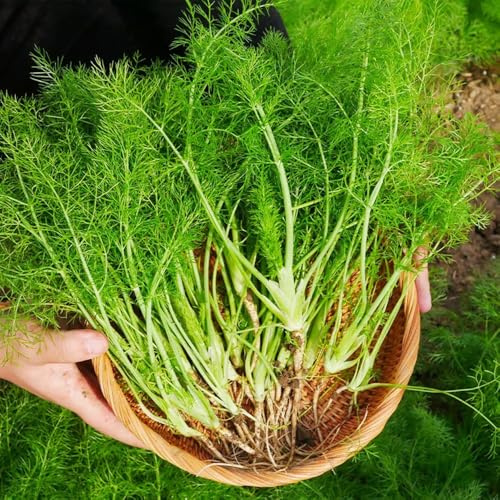 Fenchel - küchenkräuter Foeniculum vulgare - bio gemüsesamen winterharte für garten kräutergarten balkon wildkräuter wintergemüse 500Samen