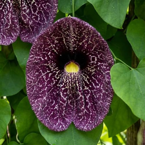 Bloomique - 2er - Set - Aristolochia macrophylla - Pfeifenwinde - Gartenpflanzen - Kletterpflanzen - Winterhart - Höhe 60-80 cm - Topf 19 cm