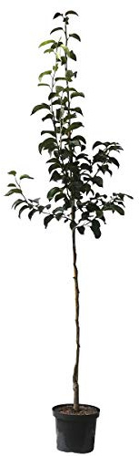 Benita®, Kreuzung Birne x Nashi, als Halbstamm ca. 150-170 cm im 10 Liter Topf, Unterlage Sämling