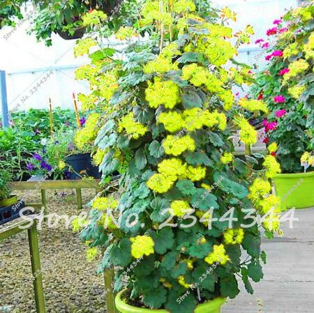 Seeds 120pcs hot Blue Climbing Seeds Geranium Pelargonium Collection Perennial Flower Bonsai Plant in orquideasrares vase Easy Grow 11: Only Seeds