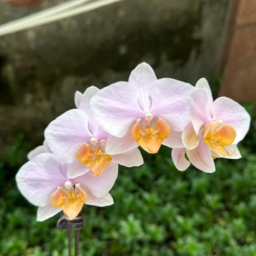 Semillas de orquídeas phalaenopsis - invernadero balcón exóticas resistente Las perennes 1200pcs